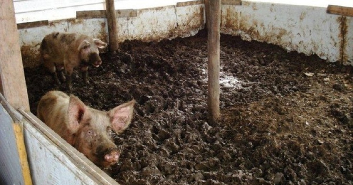 Corcolle, 50enne perde la vita aggredito da una scrofa, grave un bimbo di 2 anni