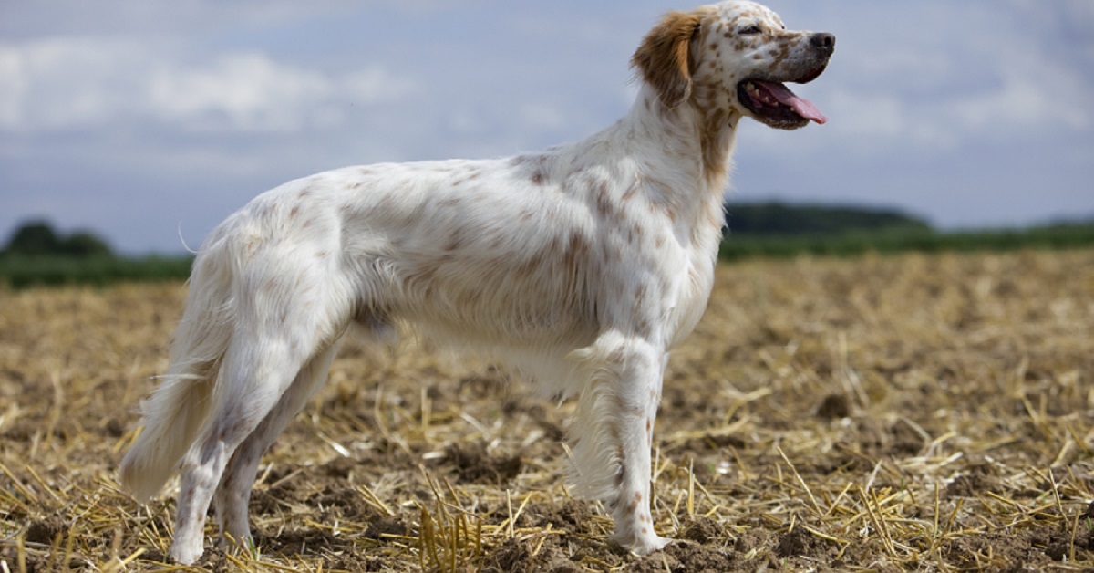 Perugia, cane setter salvato dai pompieri