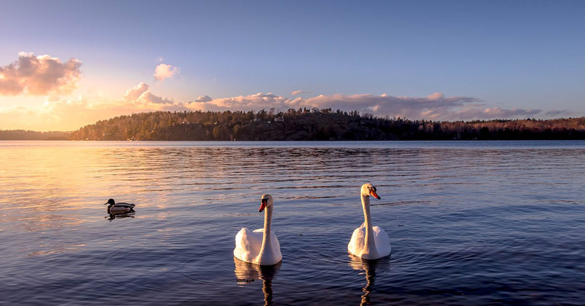 Oggi puoi diventare il proprietario di un’isola in Svezia