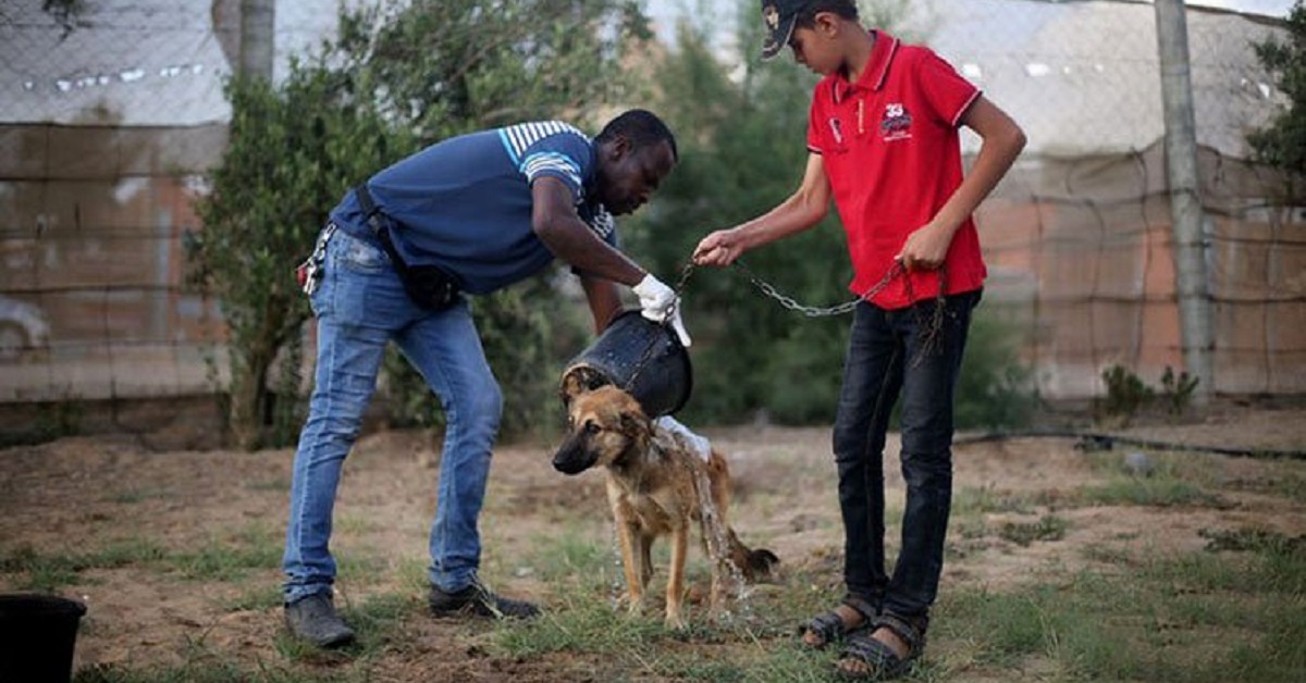 Un uomo palestinese dedica la sua vita a salvare i cani nella striscia di Gaza