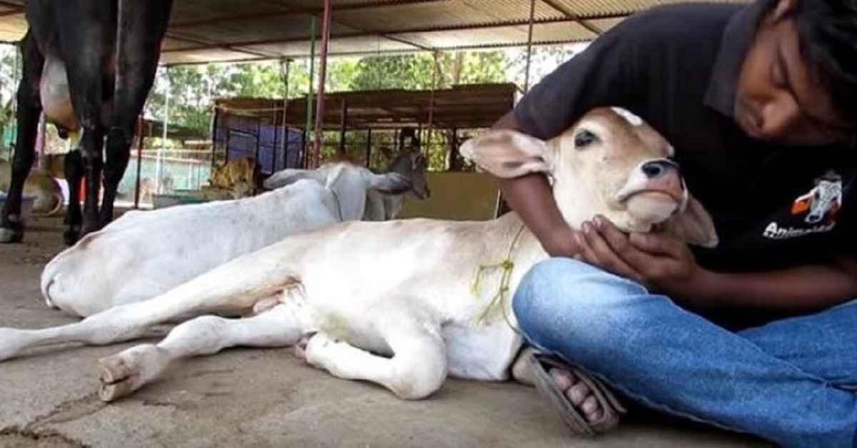 Mucca non se ne va fino a quando non viene salvato il suo vitellino ferito