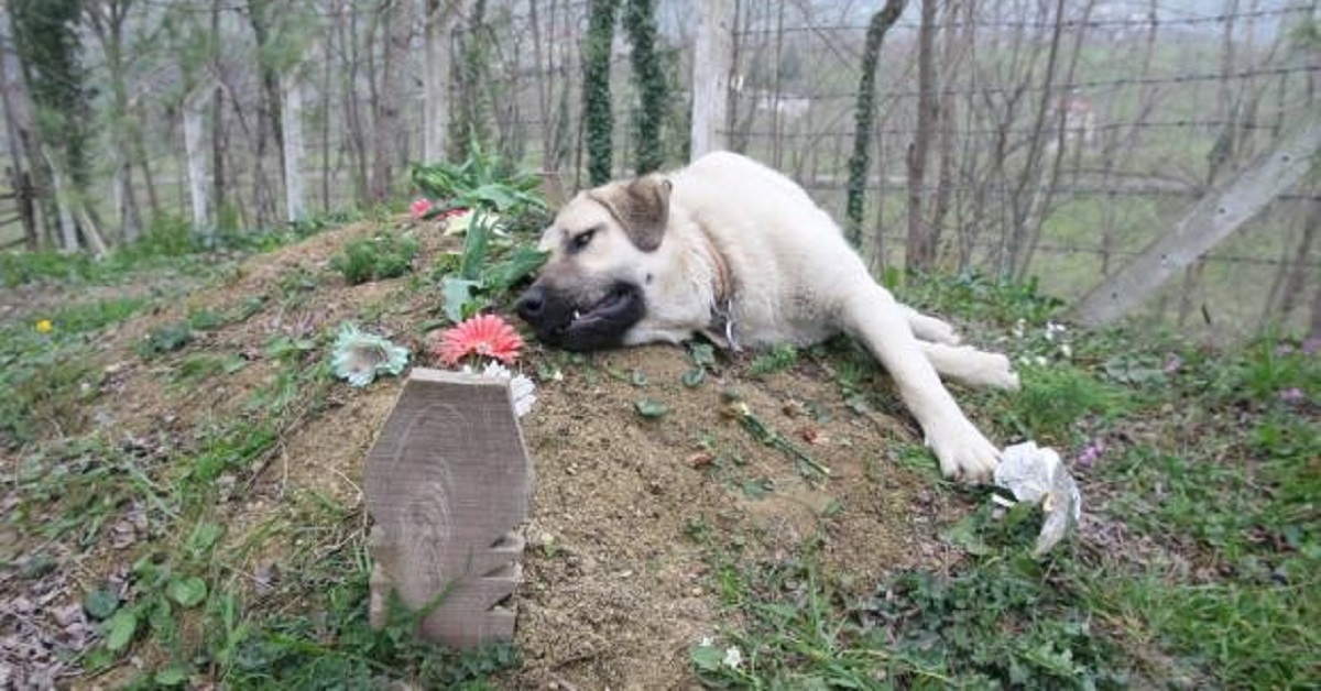Zozo, il cane fedele che si rifiuta di abbandonare il suo umano