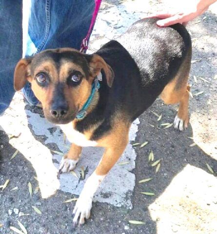 Toots-la-cagnolina-abbandonata-per-un-altro-cucciolo 2