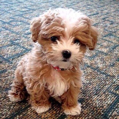 cane