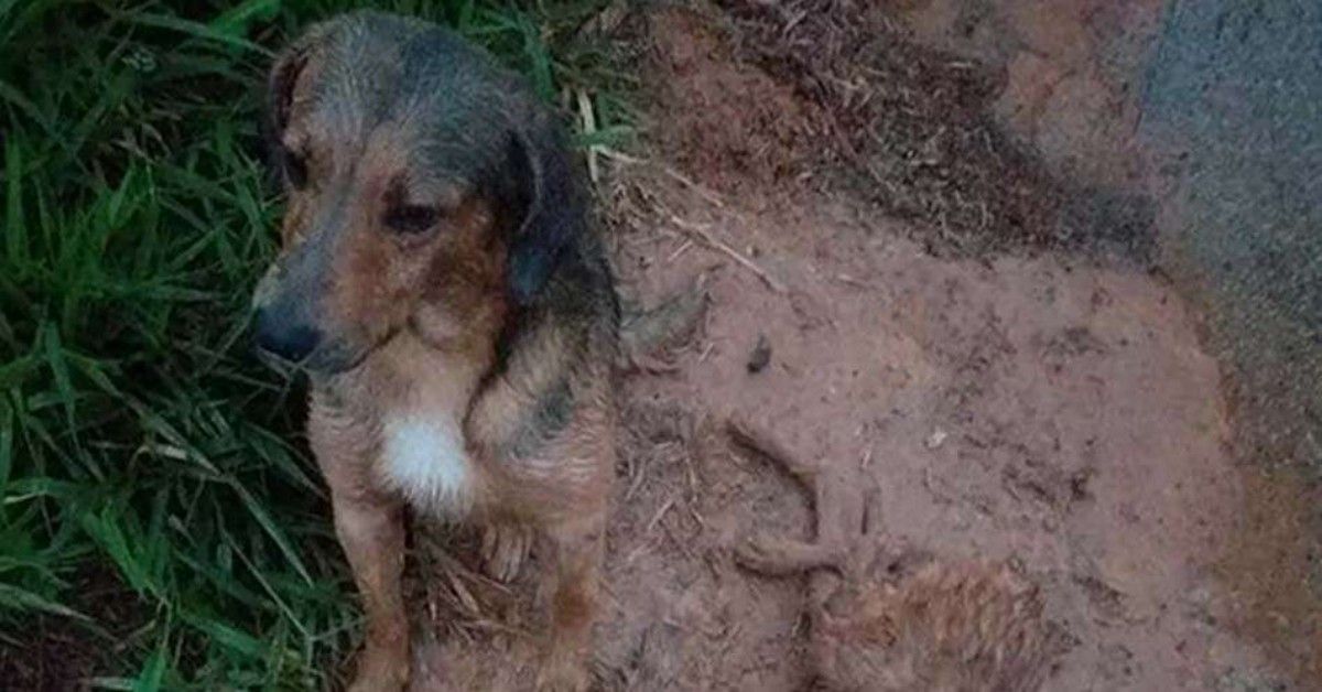 Il cane si prende cura dell’amico ferito durante la tempesta a Sorocaba