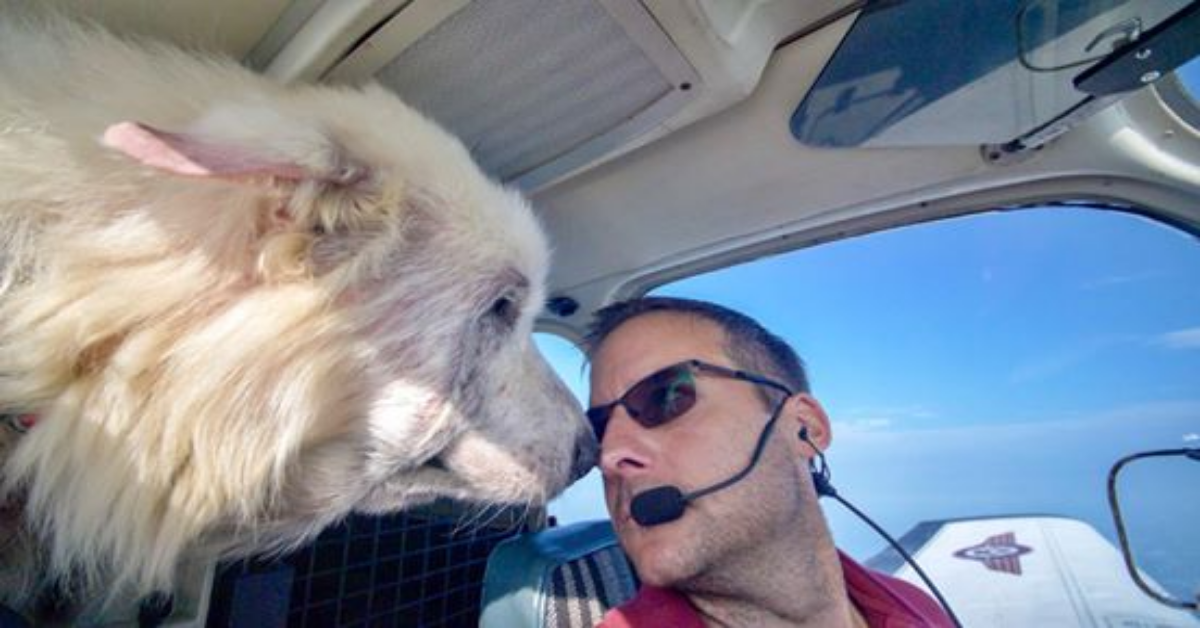 Era destinato a morire, il cane malato viene portato via per affrontare una nuova vita