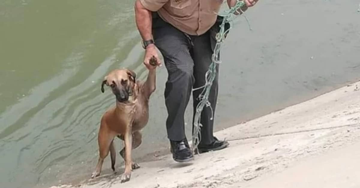 Il poliziotto salva un cane caduto in un canale