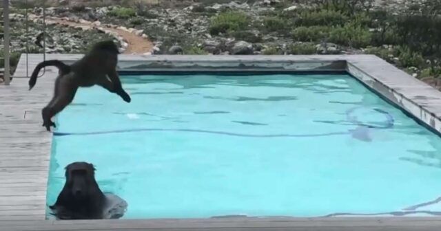 Uomo-scopre-i-due-babbuini-nella-sua-piscina 2