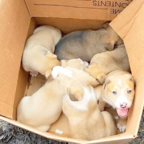 i-cuccioli-abbandonati-in-mezzo-al-parcheggio 2