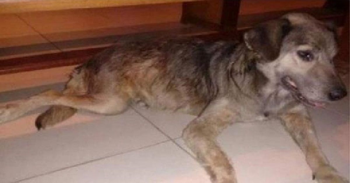 Alaíde, la cagnolina che il prete voleva eliminare