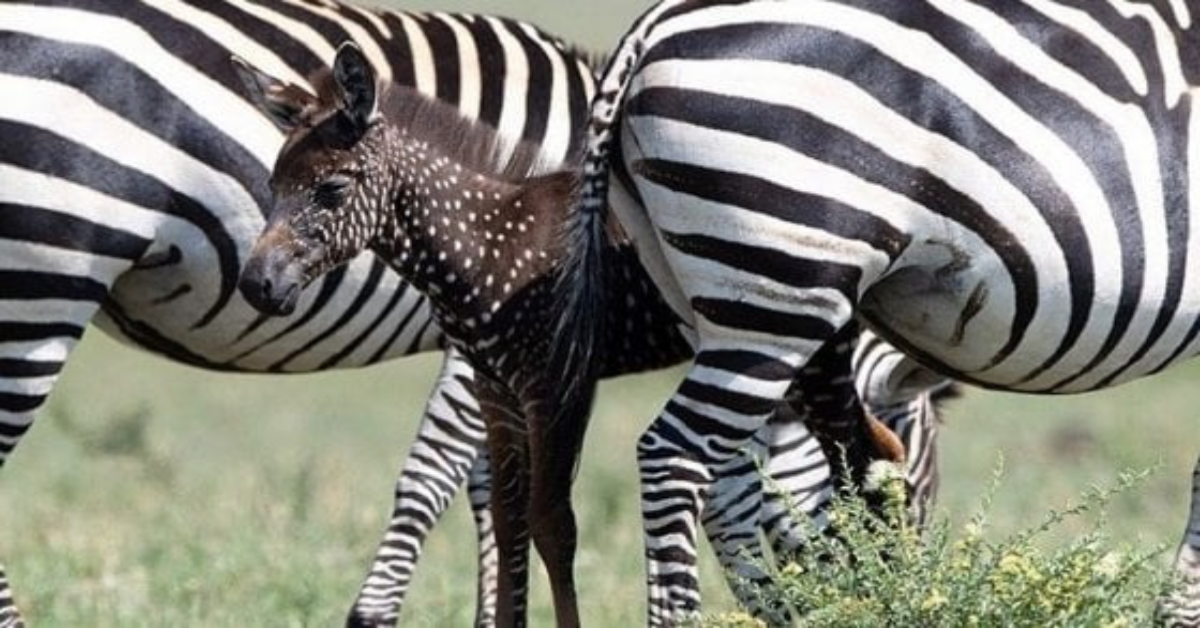 Avvistata una zebra a pois in Africa. Il suo nome è Tira.