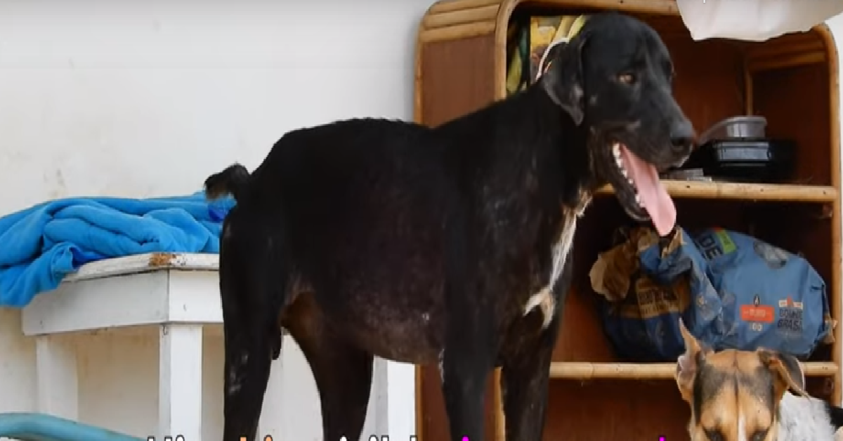 Boef, il cane che ha trovato la libertà da solo