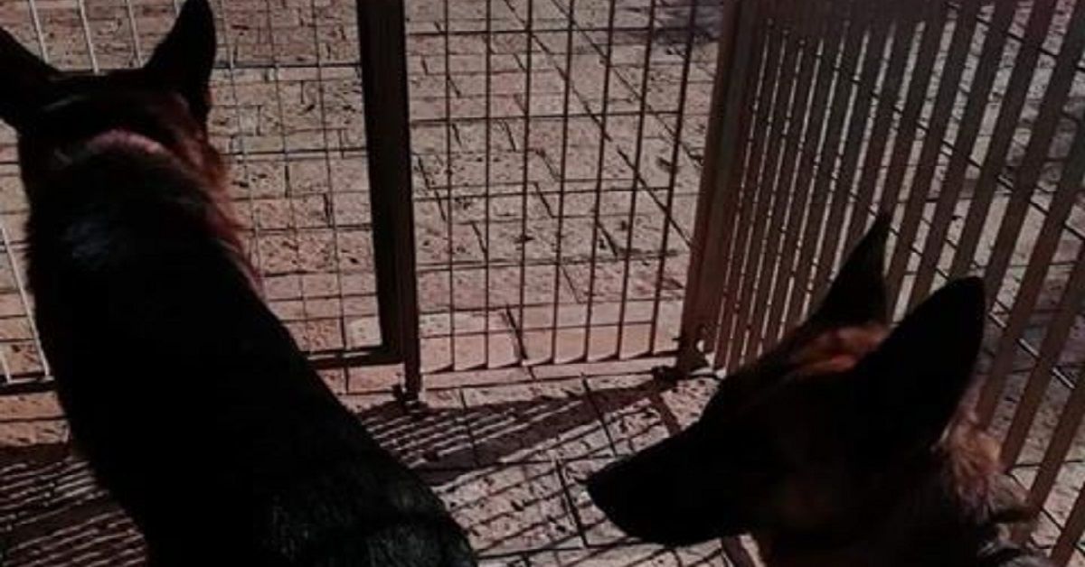 Noci, Bacco e Movida, 2 pastori tedeschi smarriti durante l’evento “Bacco nelle Gnostre”