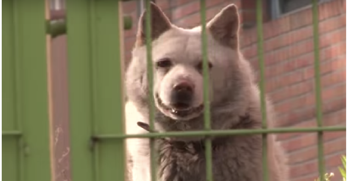 Baekgu, la cagnolina scartata dalla sua famiglia
