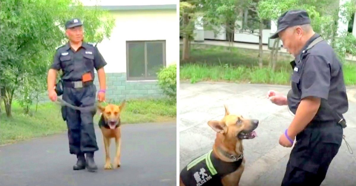Bay Yan l’eroe dei cani K-9 in pensione