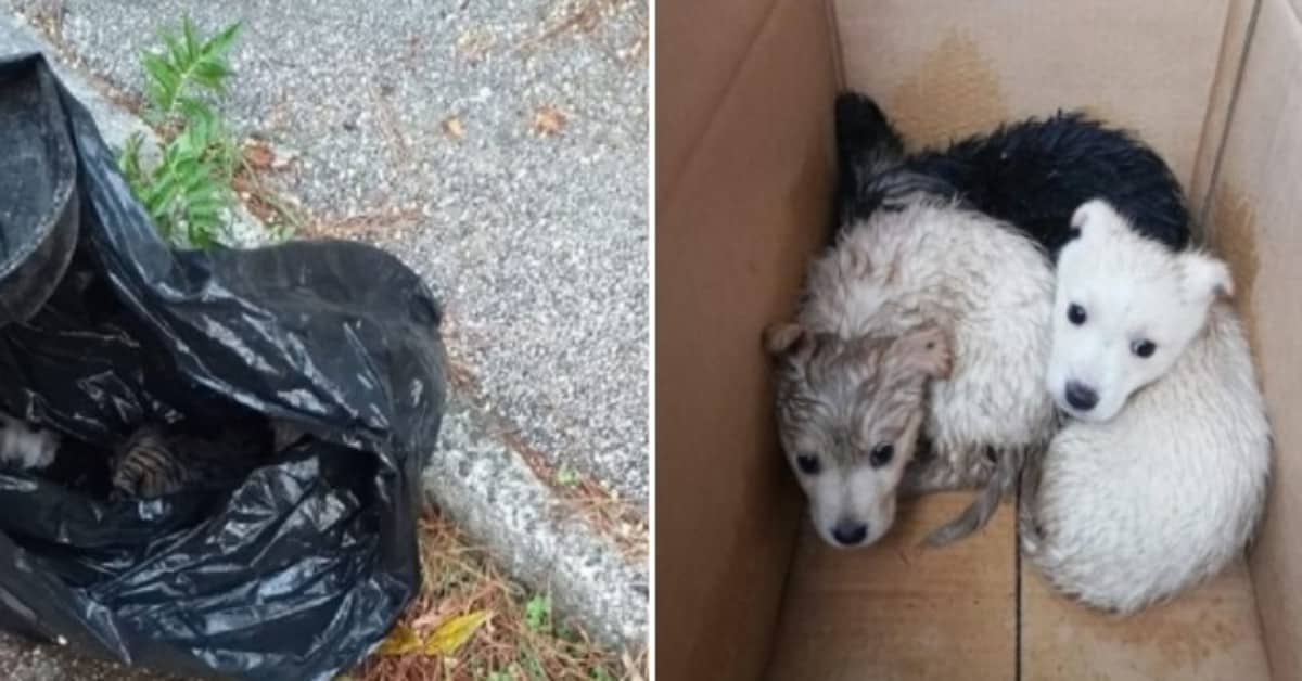 Benevento, abbandonati tre cuccioli in una busta della spazzatura