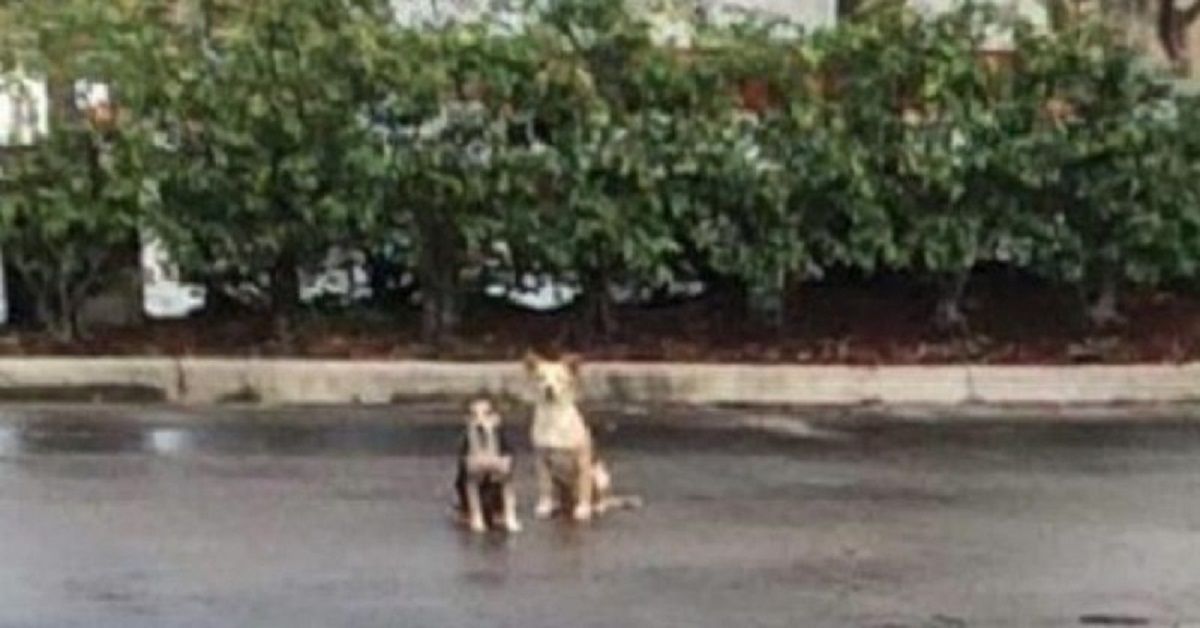 Due cani hanno trascorso settimane nel luogo in cui sono stati abbandonati