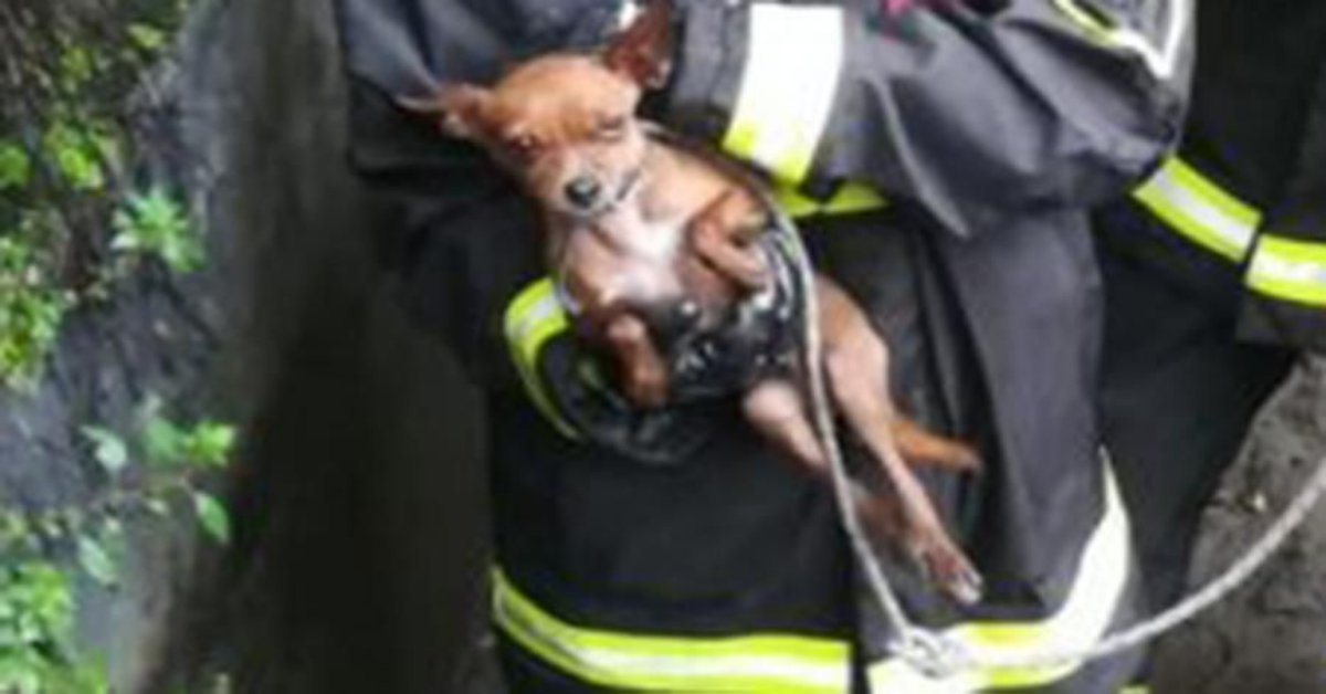 Cane rimane intrappolato in un canale a Pavia. Salvato dai Vigili del Fuoco