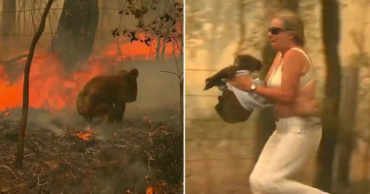 Donna rischia la vita per salvare un koala