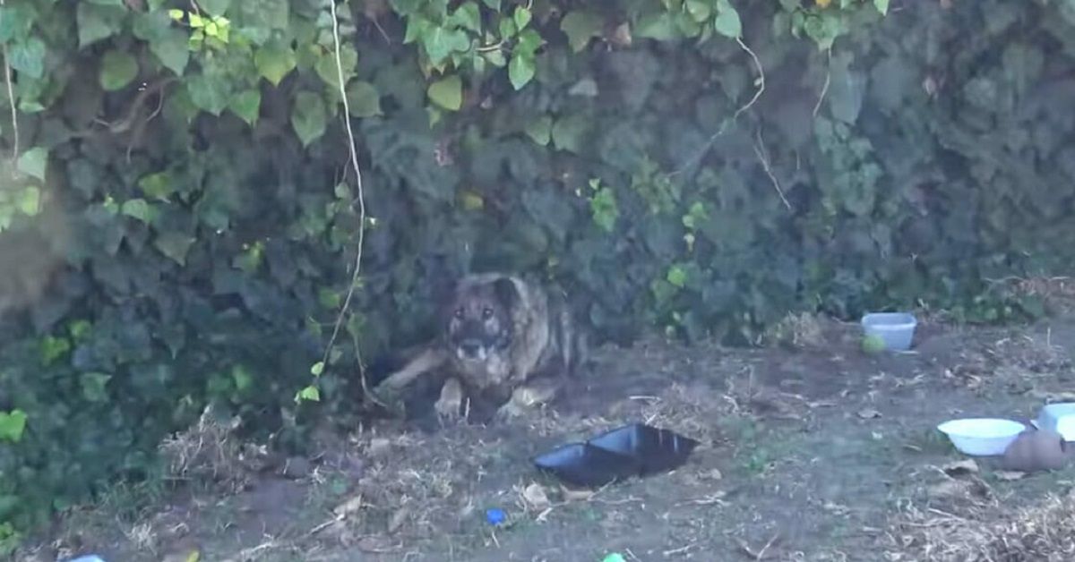 Grizzly il cane abbandonato perché anziano e malato