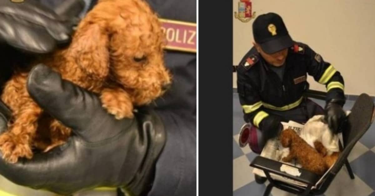 Grosseto, denunciati due uomini per maltrattamento di animali
