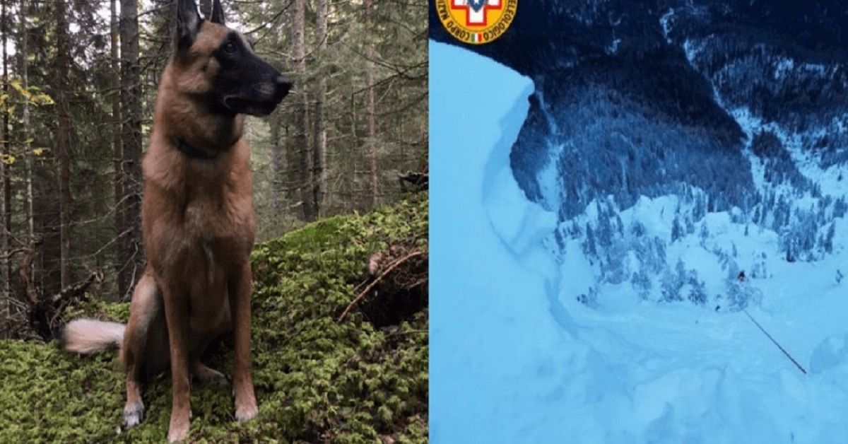 Hera, la cagnolina ha perso la vita precipitando da una montagna