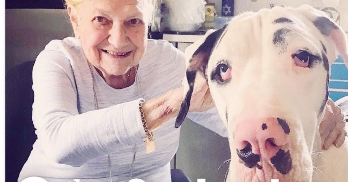 L’amore tra questo grande danese e la sua nonna umana di 93 anni