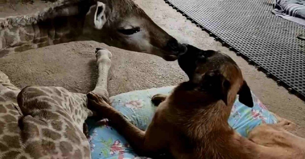Il cane e la giraffa, un’amicizia speciale
