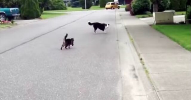 Il-gattino-che-difende-il-cagnolino-la-clip-e-diventata-virale