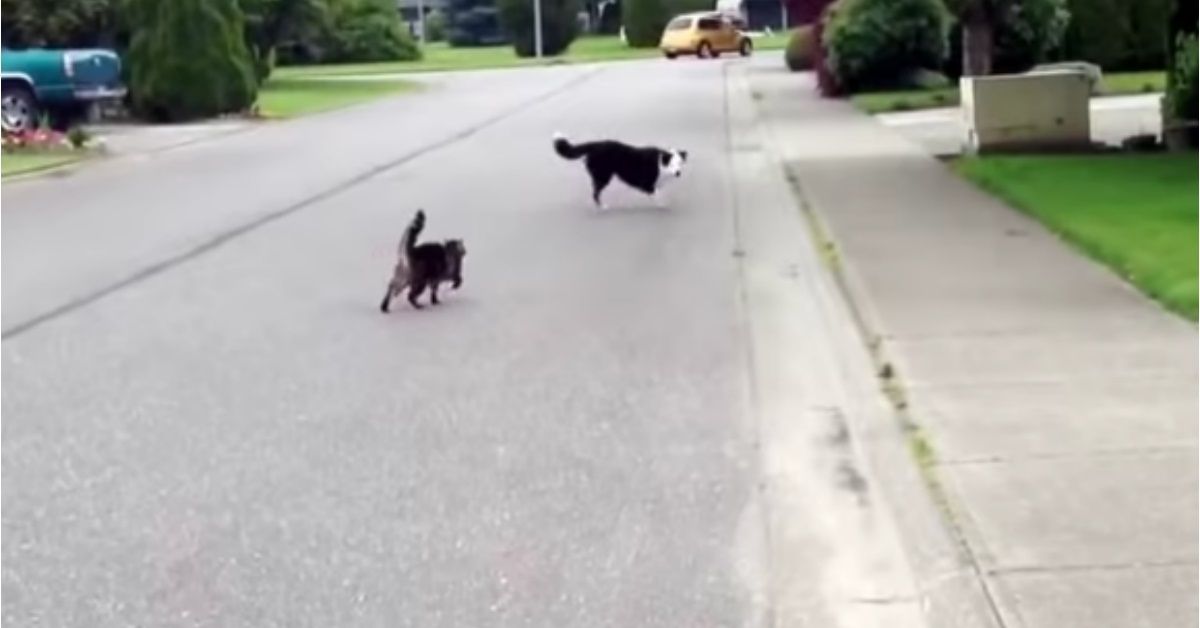 Il gattino che difende il cagnolino, appena conosciuto
