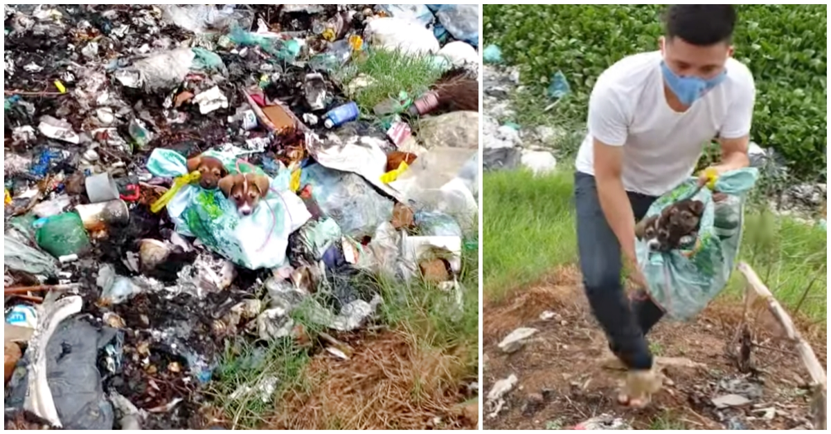 Il salvataggio dei cuccioli nella discarica