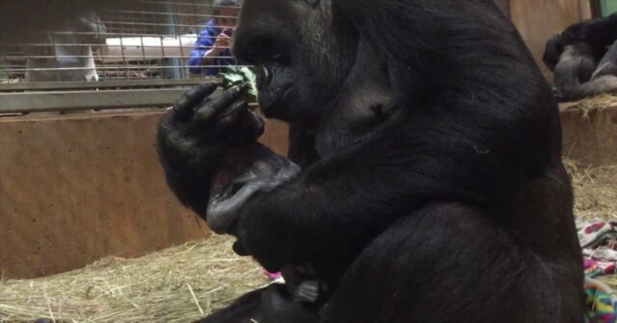 Mamma gorilla non riesce a smettere di baciare il suo piccolo dopo il parto