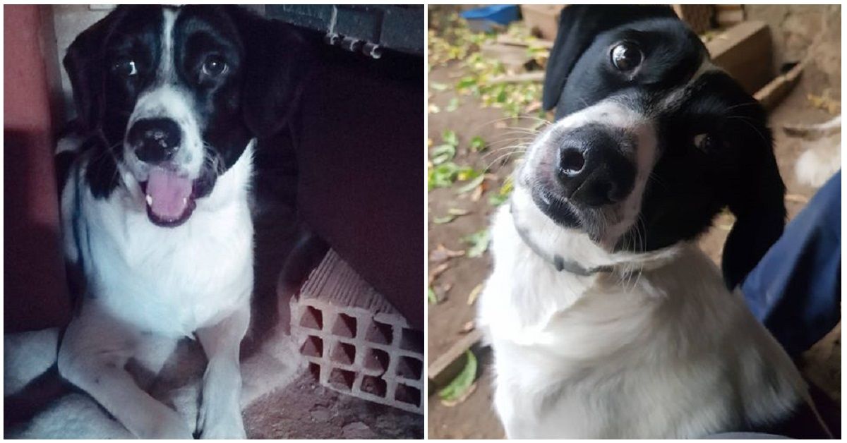 Milo, il cane che cerca una casa