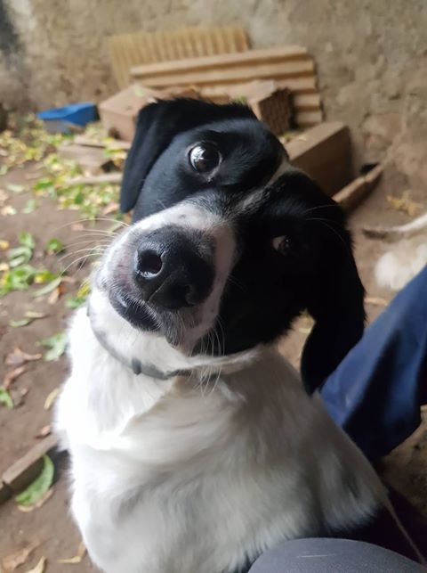 Milo-Calabria
