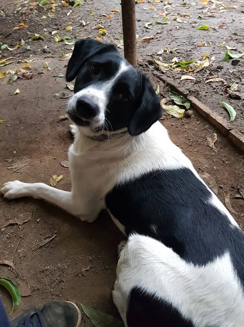 Milo-cane-Calabria