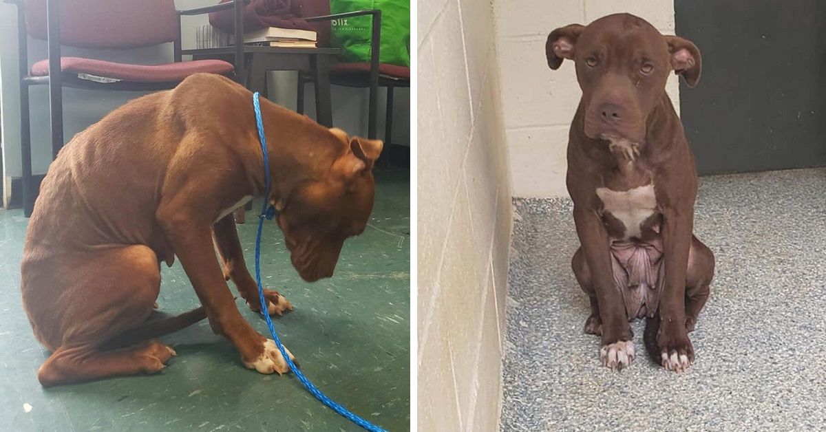 Cagnolina talmente spaventata che trema quando qualcuno gli passa accanto