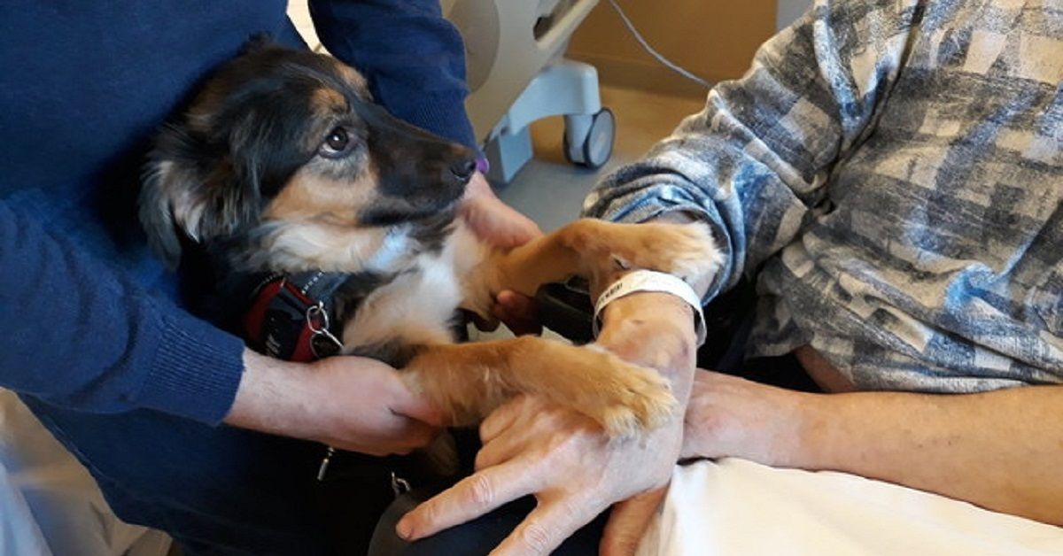 Firenze, colpito da ictus incontra la sua cagnolina Phoebe e torna a parlare