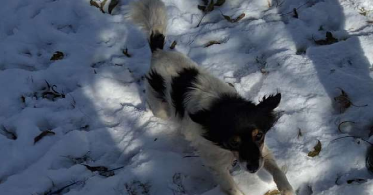 Il grande freddo di Roscoe