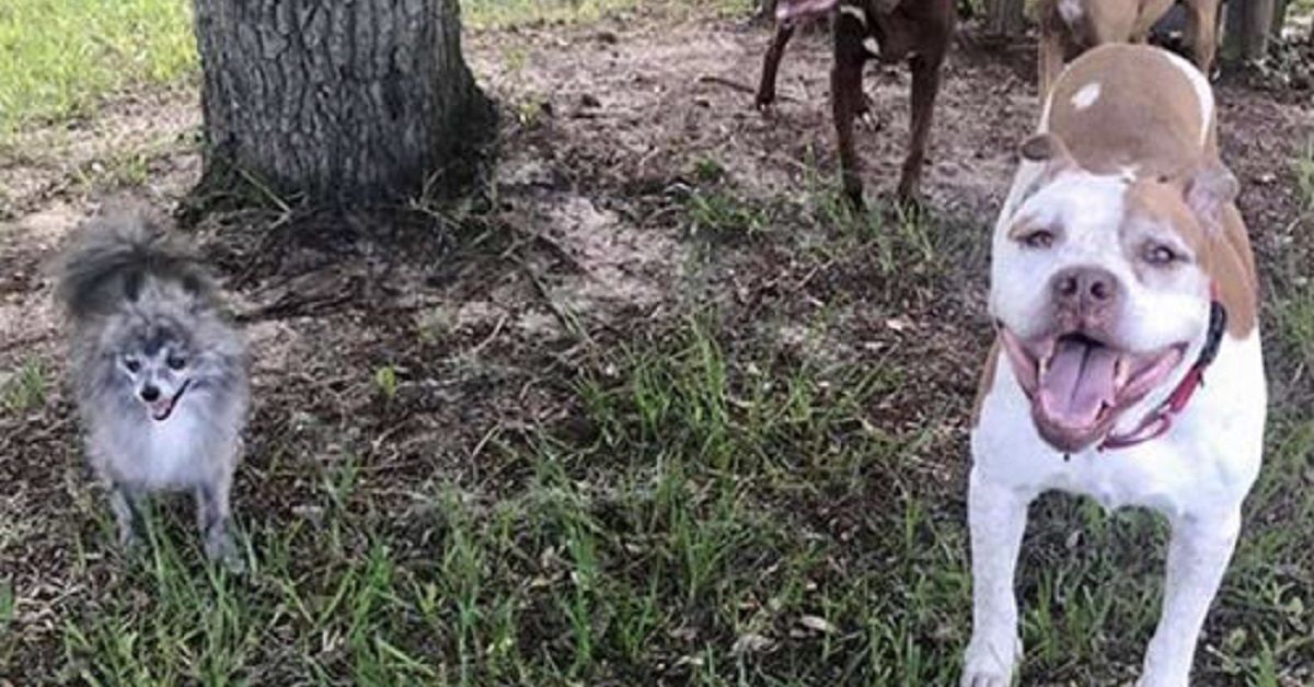 10 ragioni per adottare un cane anziano