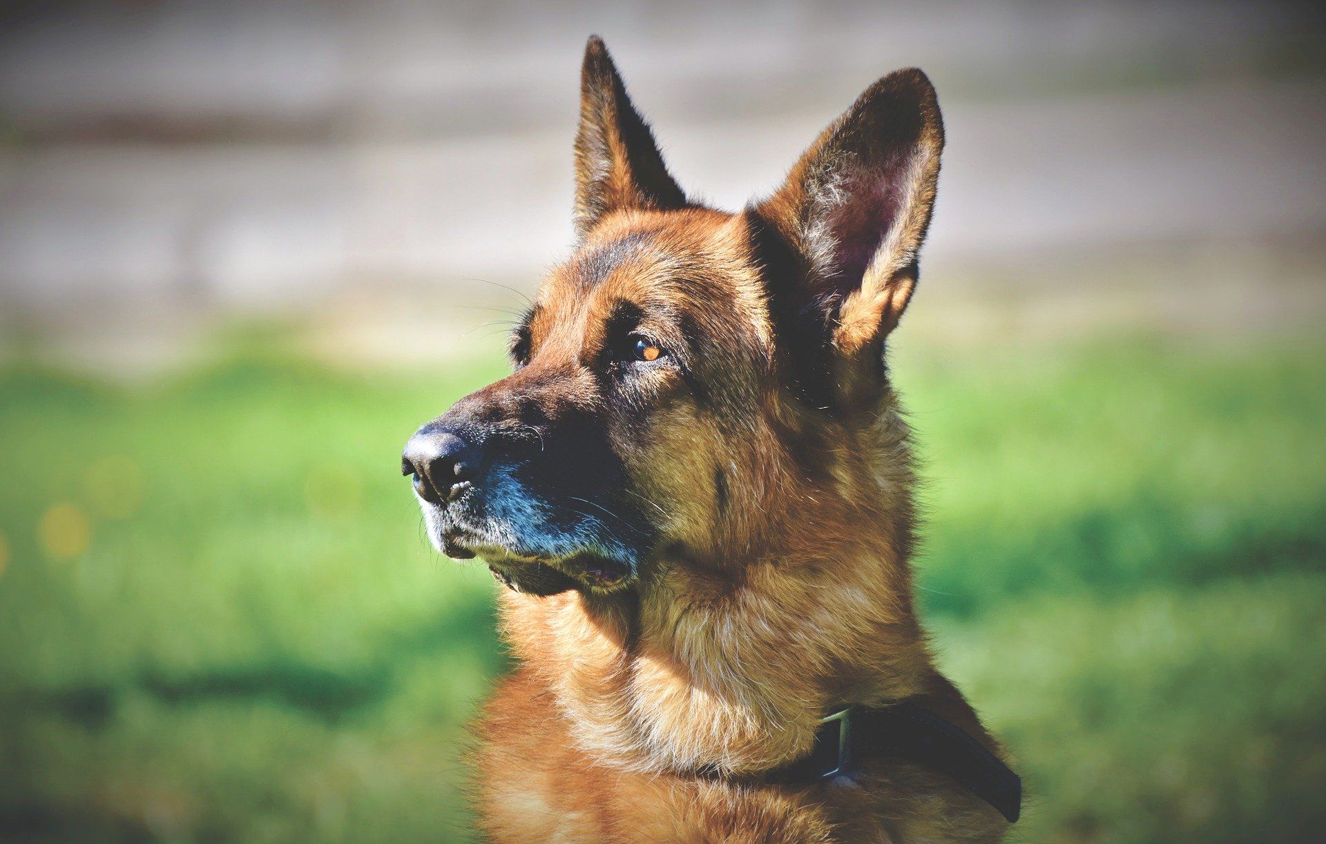 Rocky, il cane anti droga