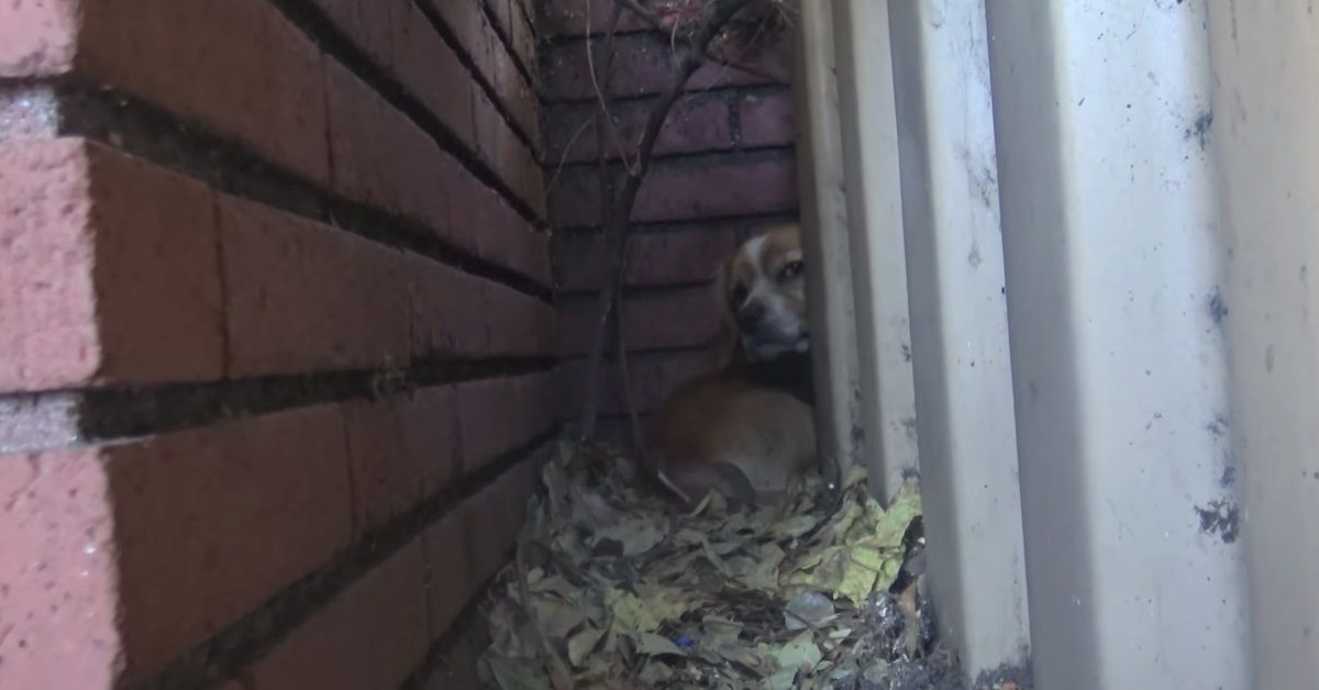 Rufus il cane abbandonato vicino la scuola