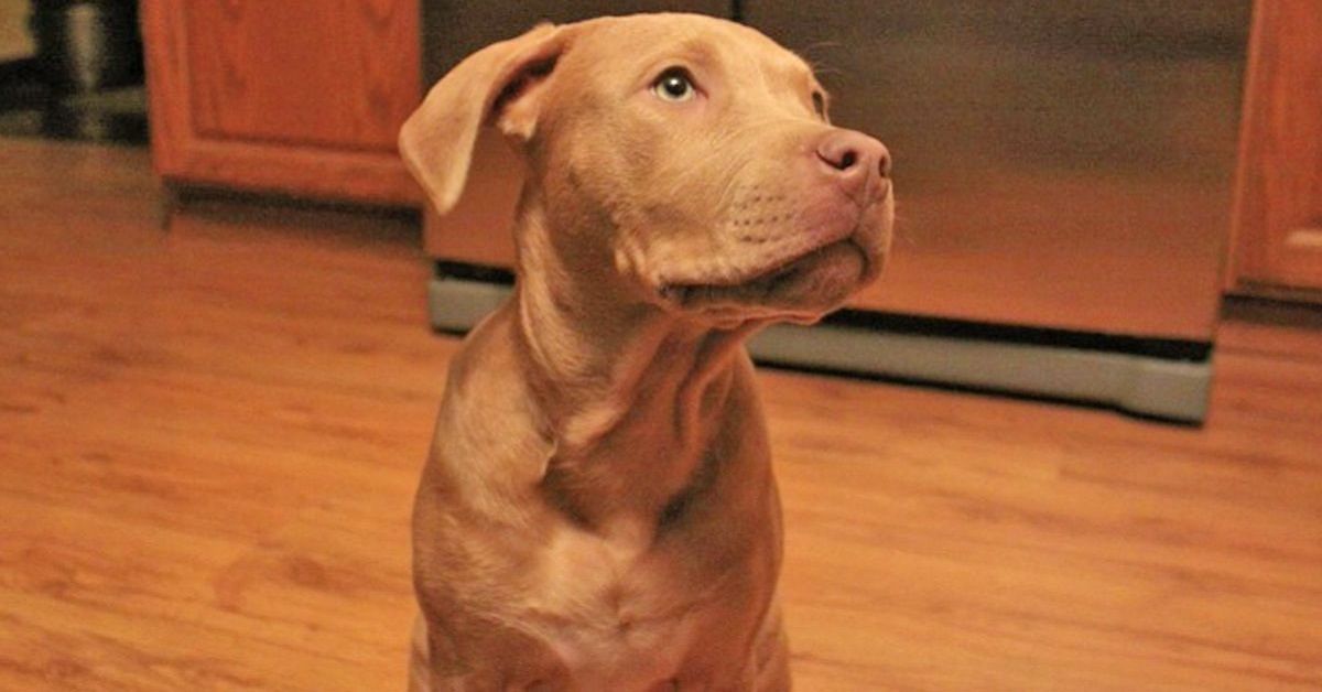 Tony e Sadie la femmina di pitbull, una coppia inseparabile
