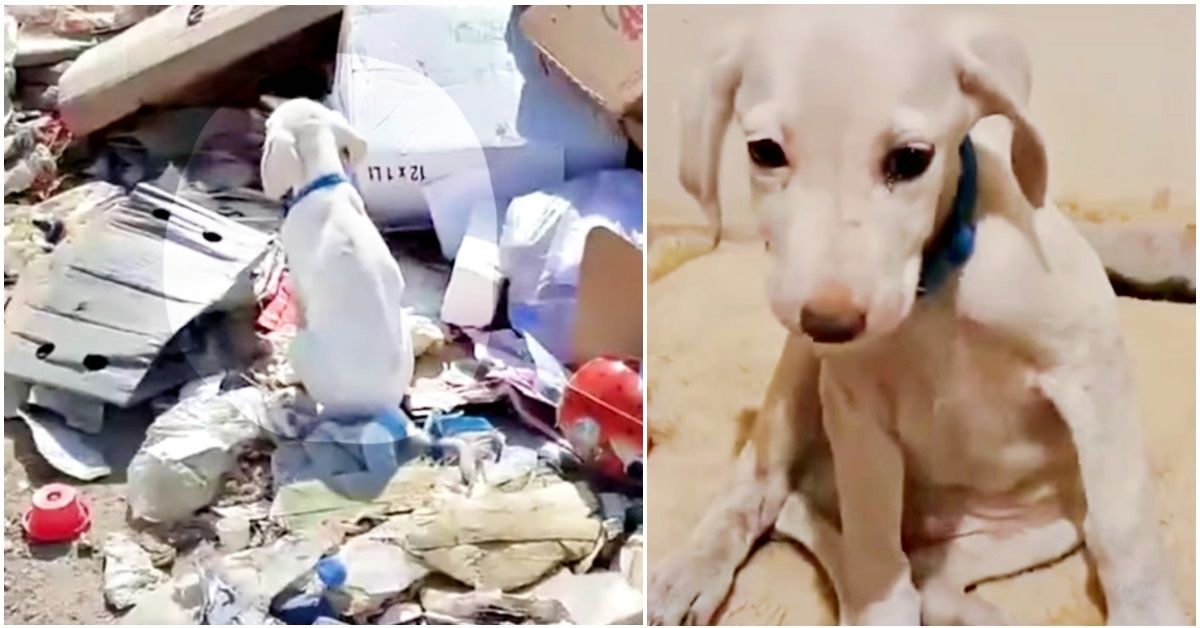 Samu il cane abbandonato nella discarica