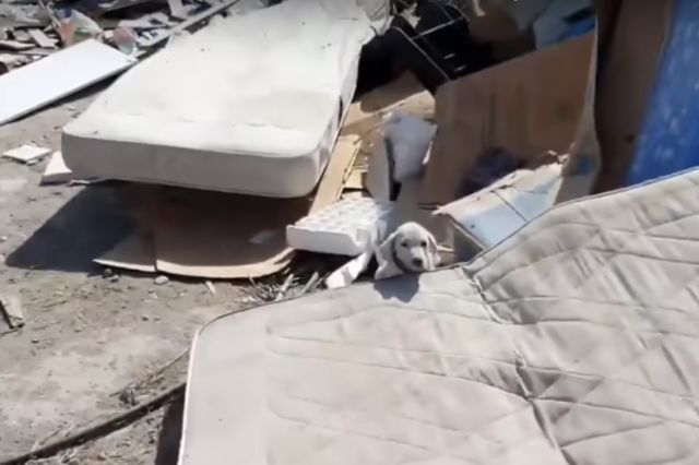 Samu-il-cane-abbandonato-nella-discarica