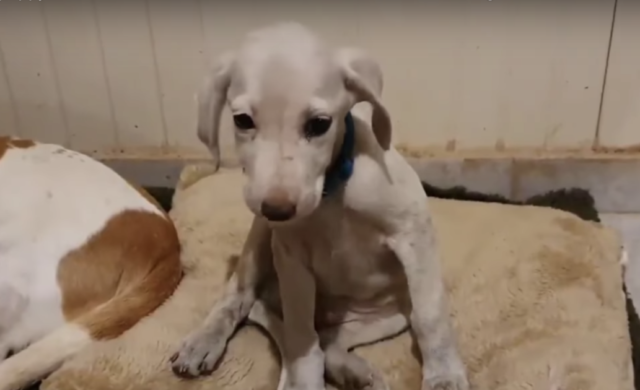 Samu-il-cane-abbandonato-nella-discarica 1