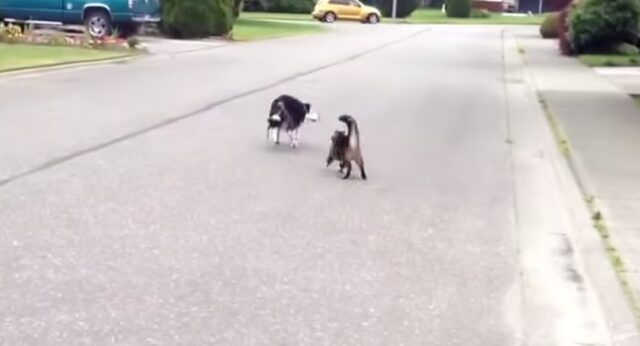 Il-gattino-che-difende-il-cagnolino 2