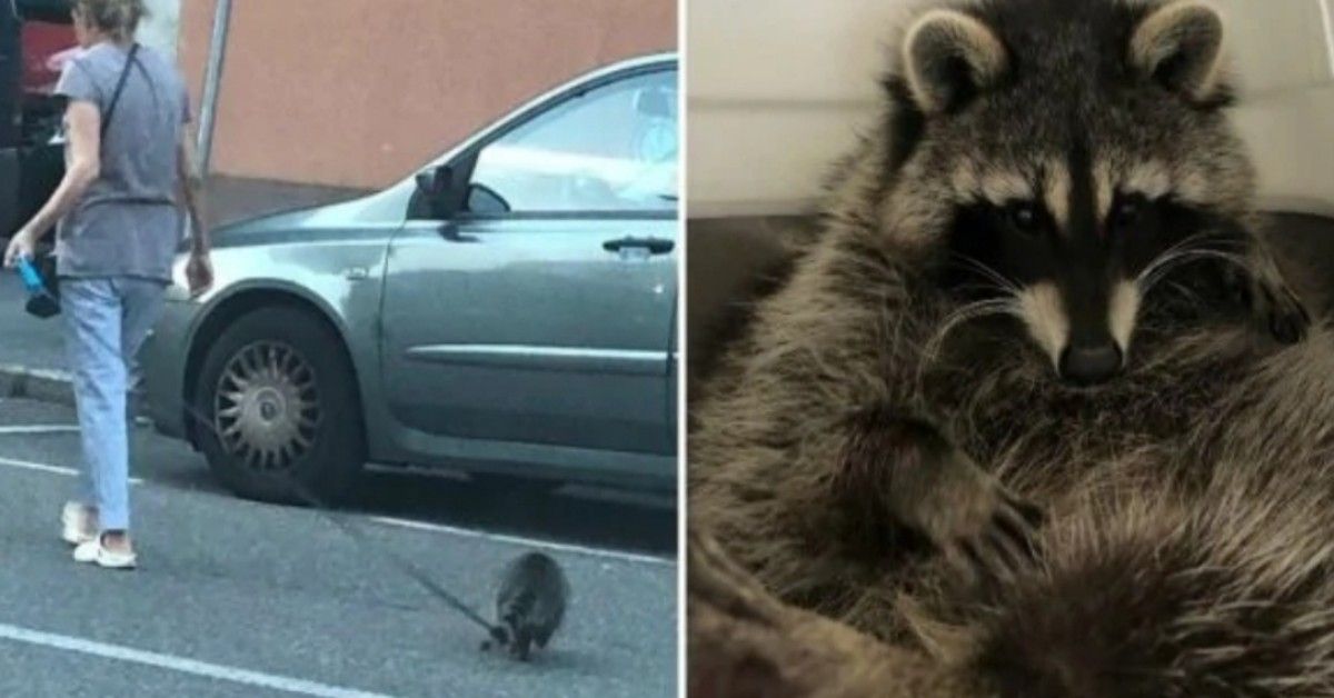 Milano, donna porta a spasso un procione al guinzaglio. Denunciata.