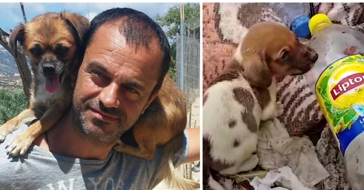 Takis trova 500 cani abbandonati nella discarica