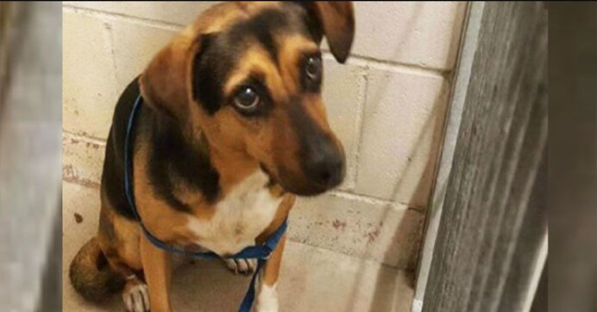 Toots la cagnolina abbandonata per un altro cucciolo