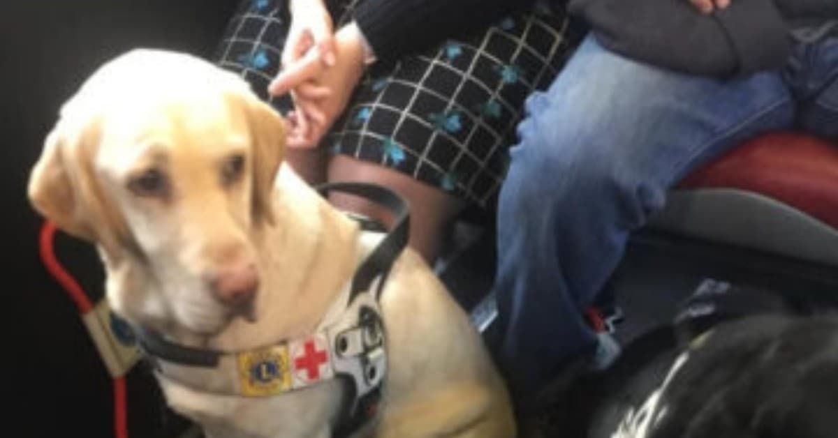 Torino, pitbull aggredisce un cane per non vedenti. Il suo padrone scappa via.